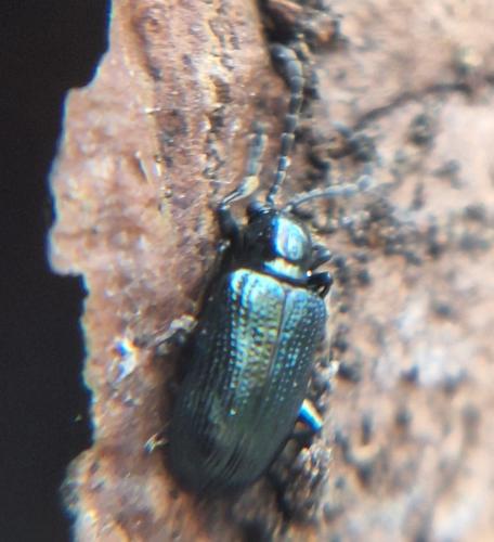 Réf. 354 726 : Oulema sp.